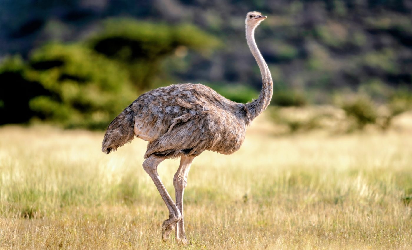 Ostriches can't fly - so how did their ancestors cross oceans?
