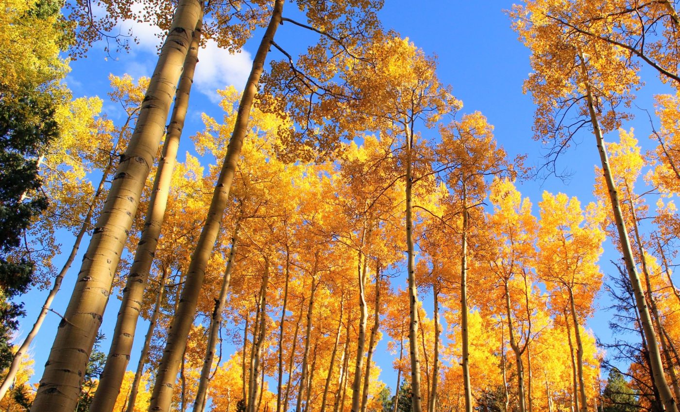 How tree DNA can help predict forest survival