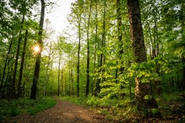 Sharper thinking by walking in nature
