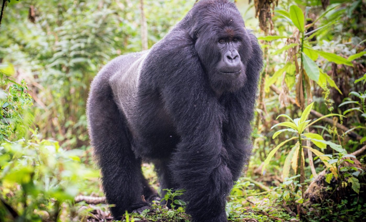 World Gorilla Day 2025: Shrinking habitats, rising threats