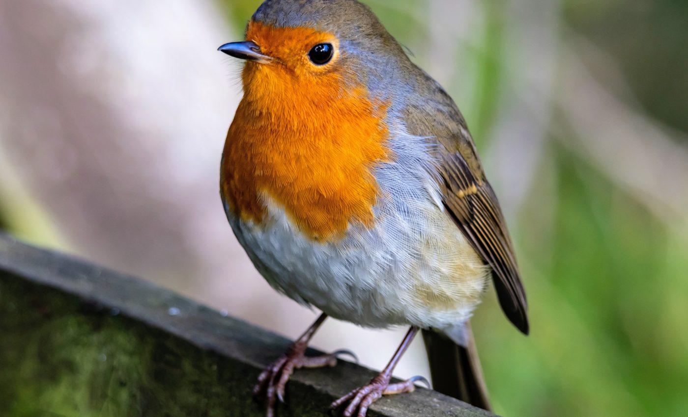 Young birds lose strength when they hear predators at night