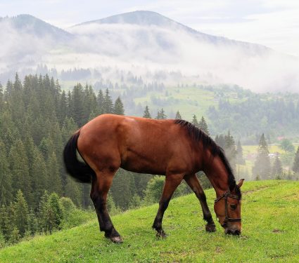 2025/09/Horse-grazing-wildfires72.jpg