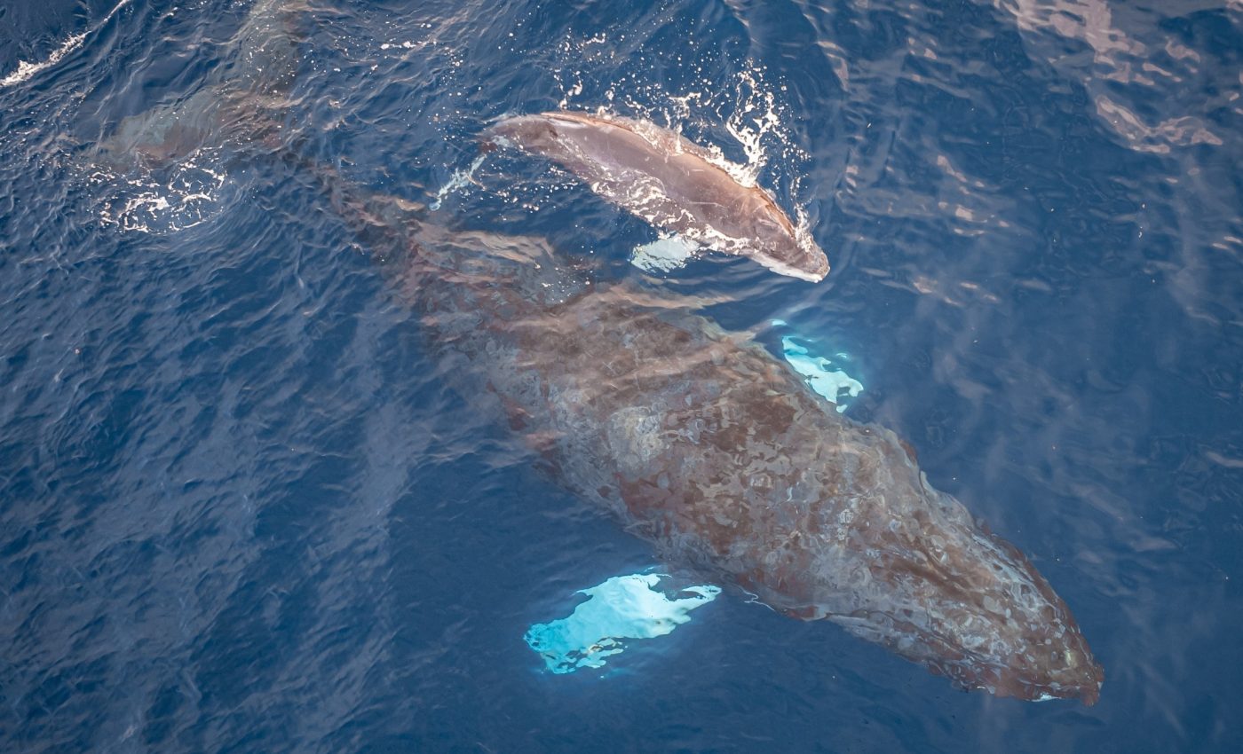 Baleen whale mothers tip the scales in a surprising way