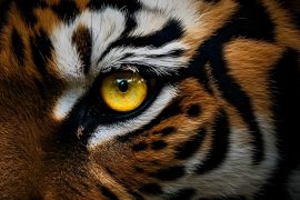 Wild cats have remarkable voice recognition abilities