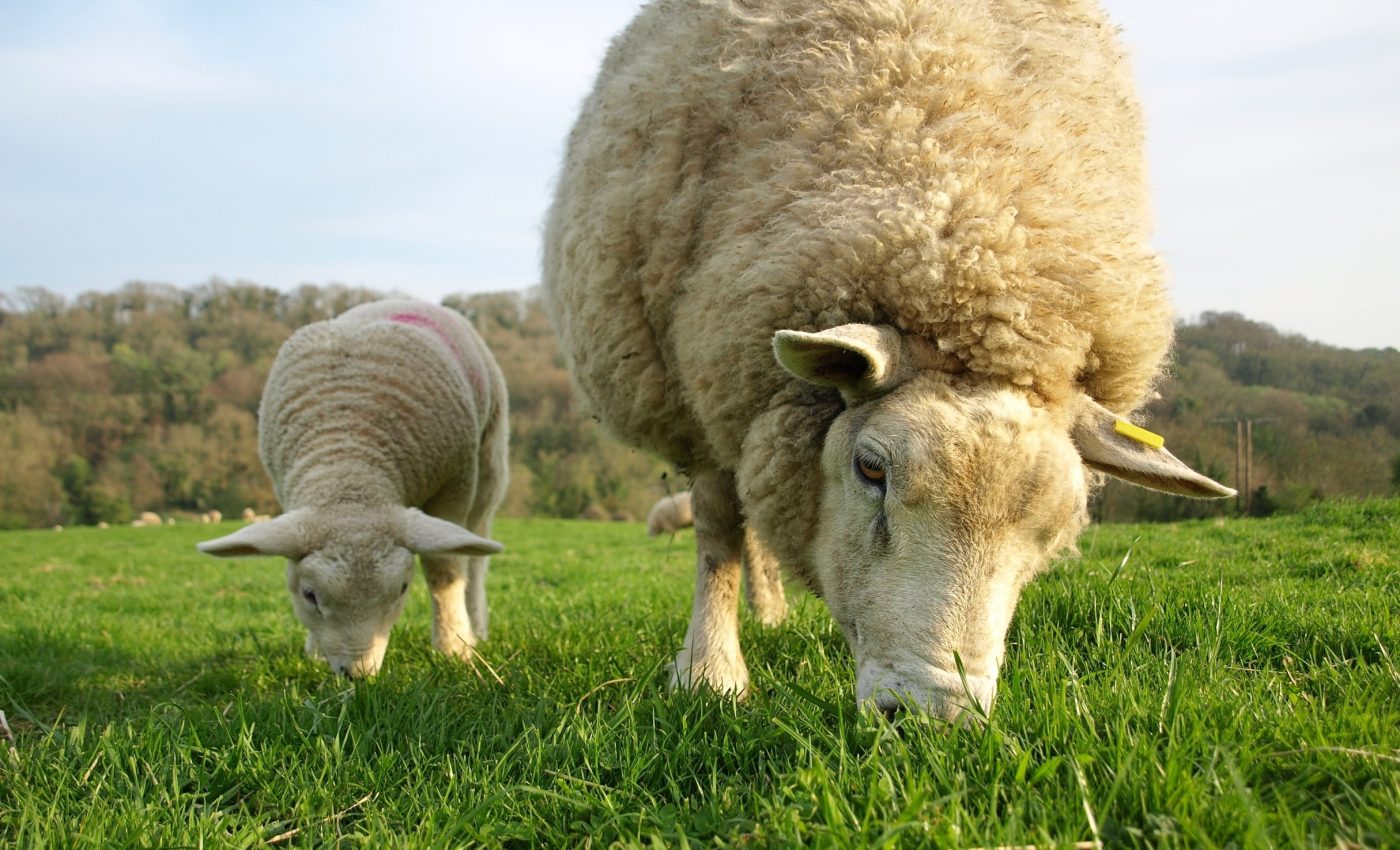 Shifting grasslands: Why overgrazing isn't really 6 the biggest threat