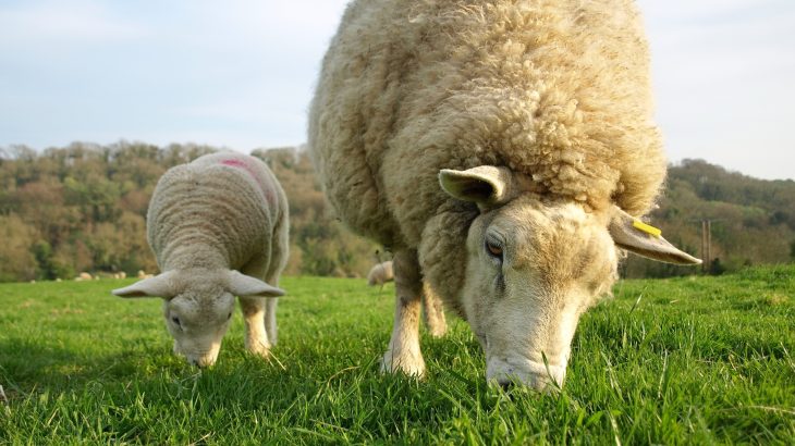 Shifting grasslands: Why overgrazing isn't really 6 the biggest threat