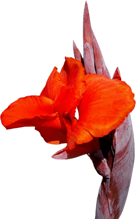 Image of a flower