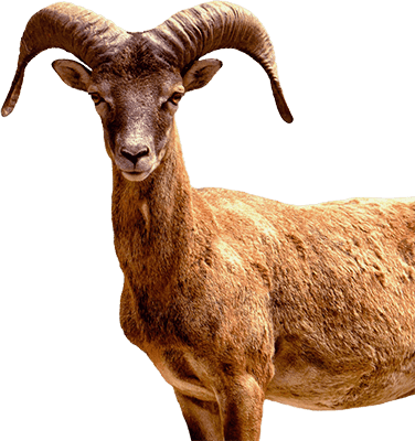 Image of animals
