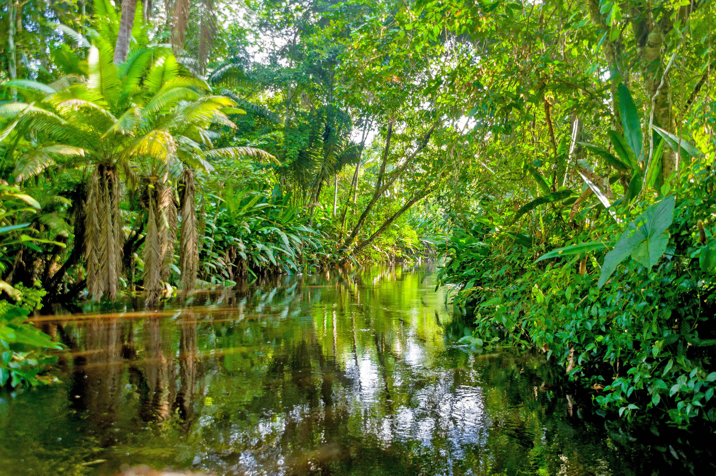 Biodiversity in the Amazon forests helps mitigate climate change risks