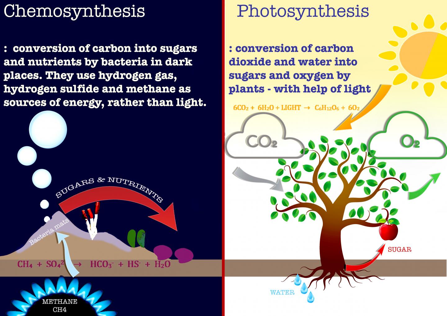 Chemosynthesis occurs at cold seeps on the Arctic Ocean floor