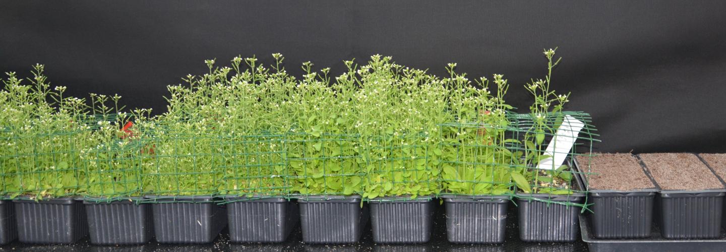 Study: Evolution is driving plant migration