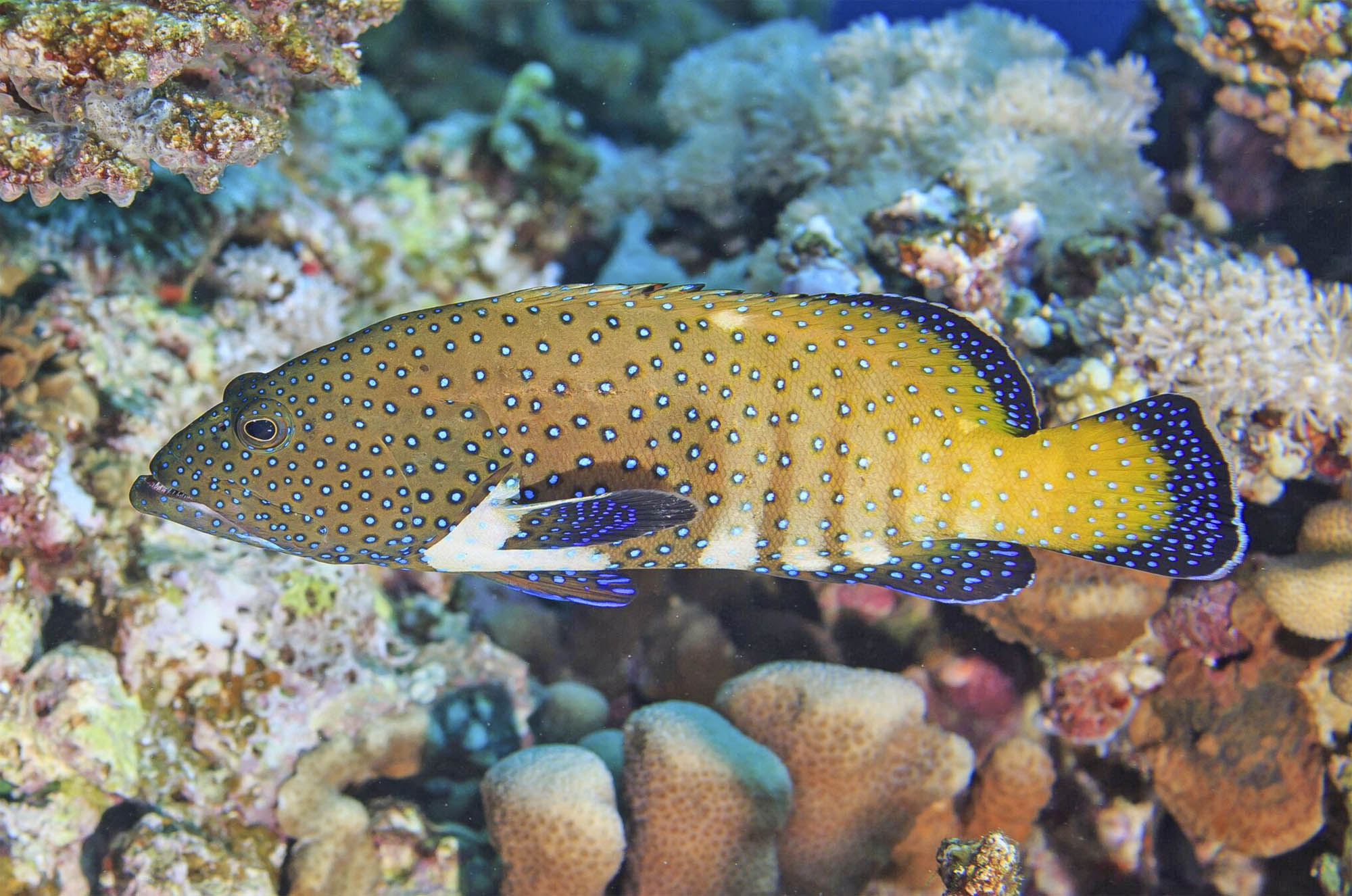 Conservation scientists protect fish at the island of Pohnpei