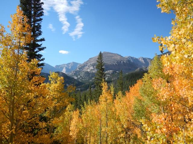 Study: Forests will not save the planet from climate change