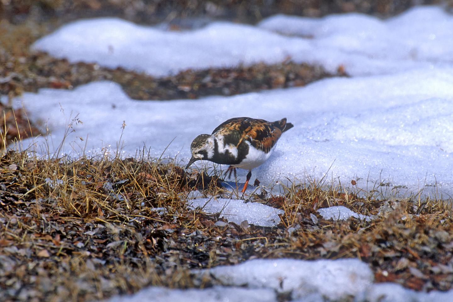 Climate change will leave Arctic migratory birds with nowhere to go