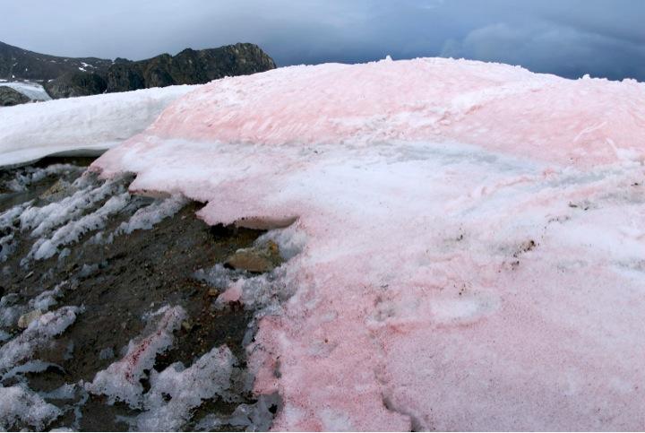 Red pigmented snow algae helps melt Arctic glaciers