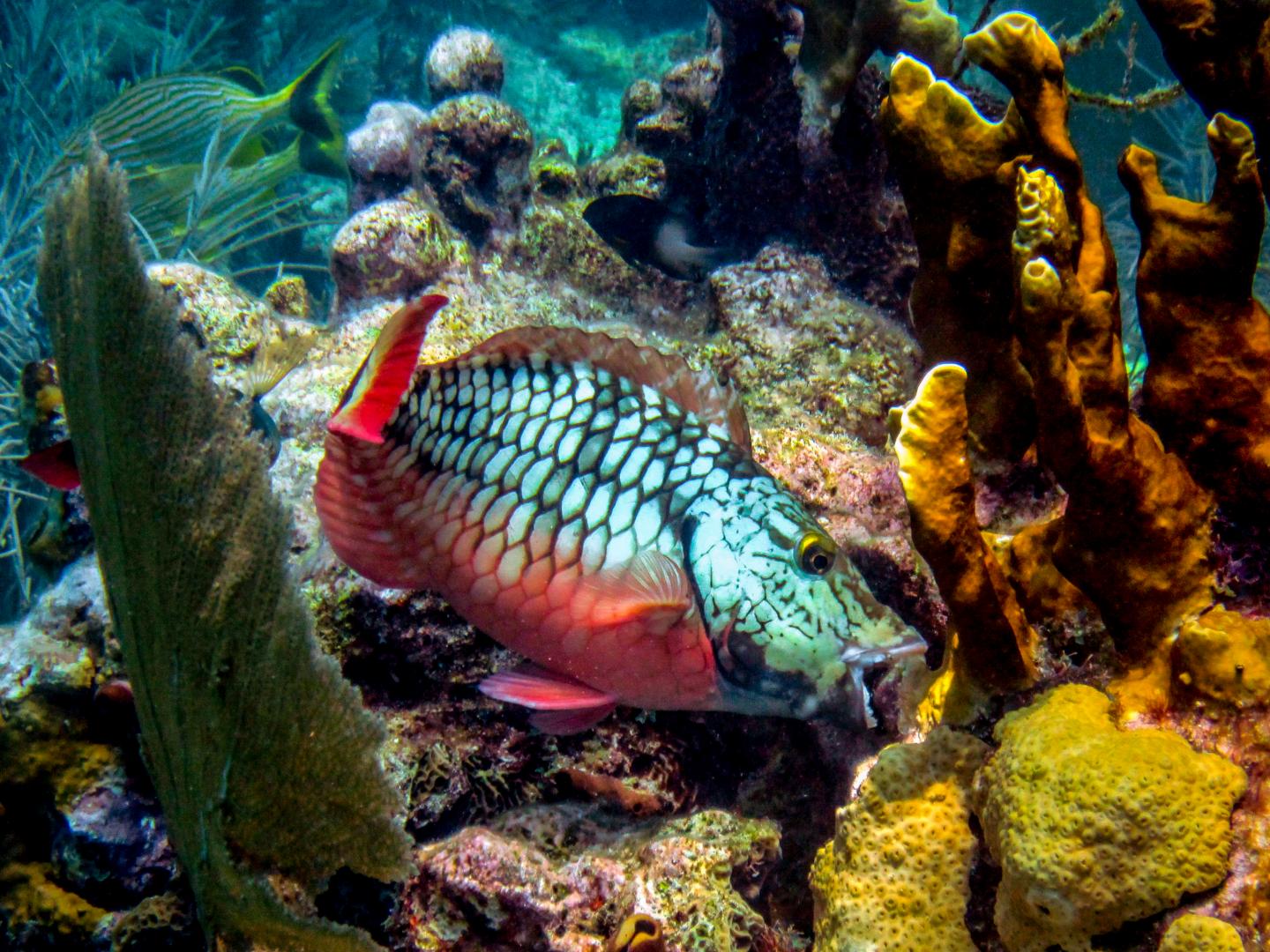 Coral reefs fall victim to overfishing, pollution and warming