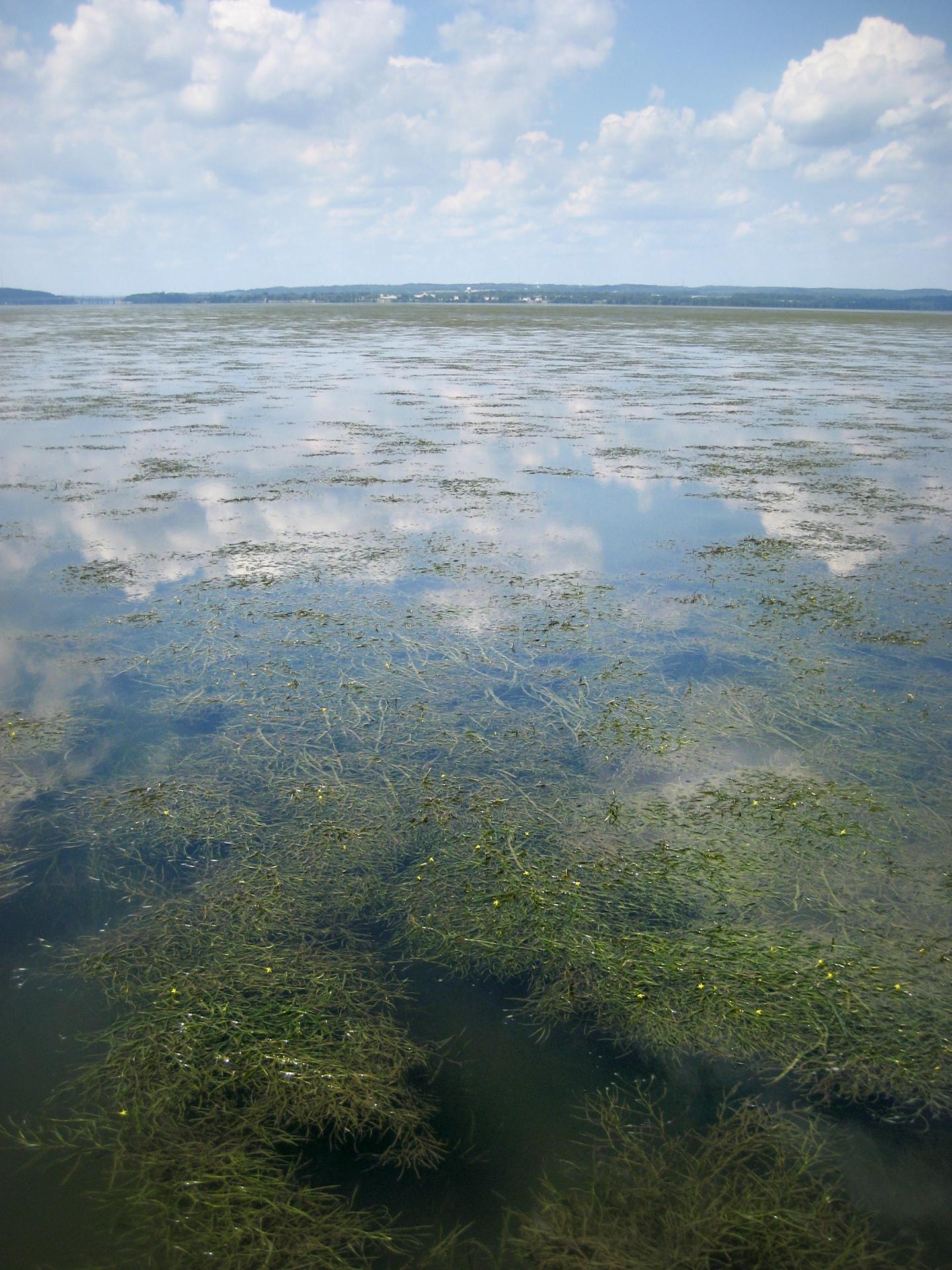 Underwater grass beds have ability to protect and maintain their own health