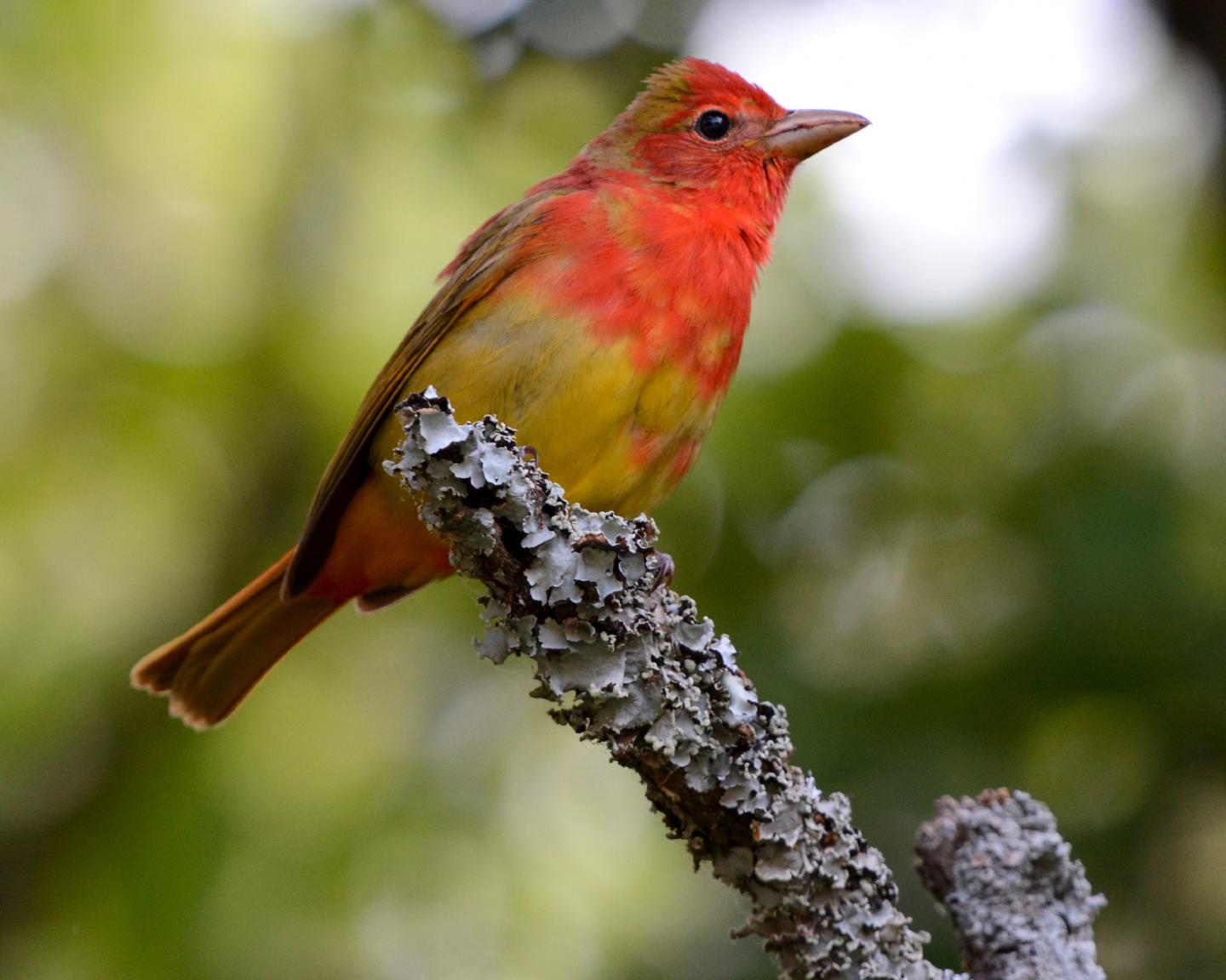 OU study demonstrates seasonality of bird migration in response to environmental cues