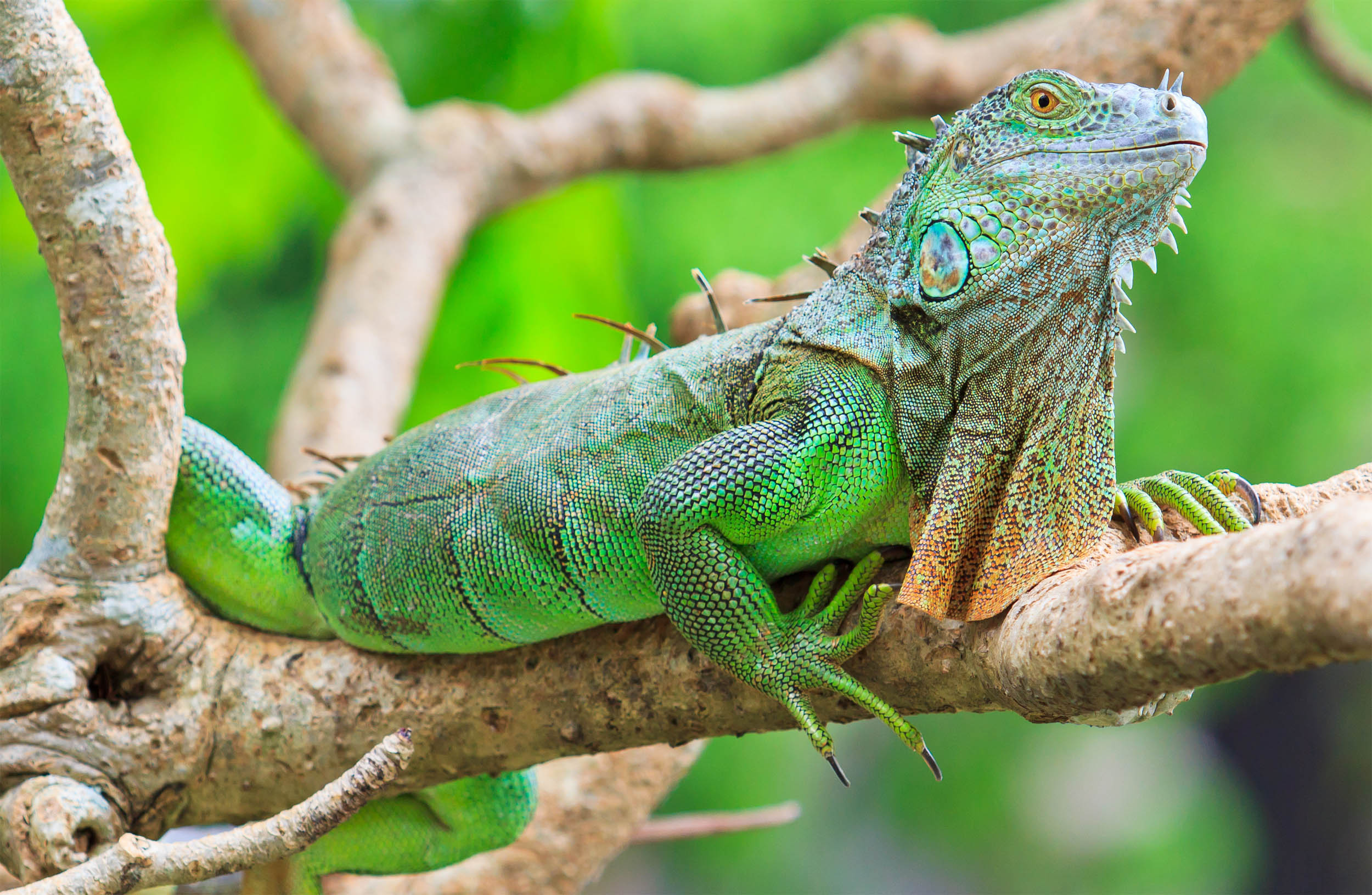 New hybrid iguana species may be a threat in Cayman Islands