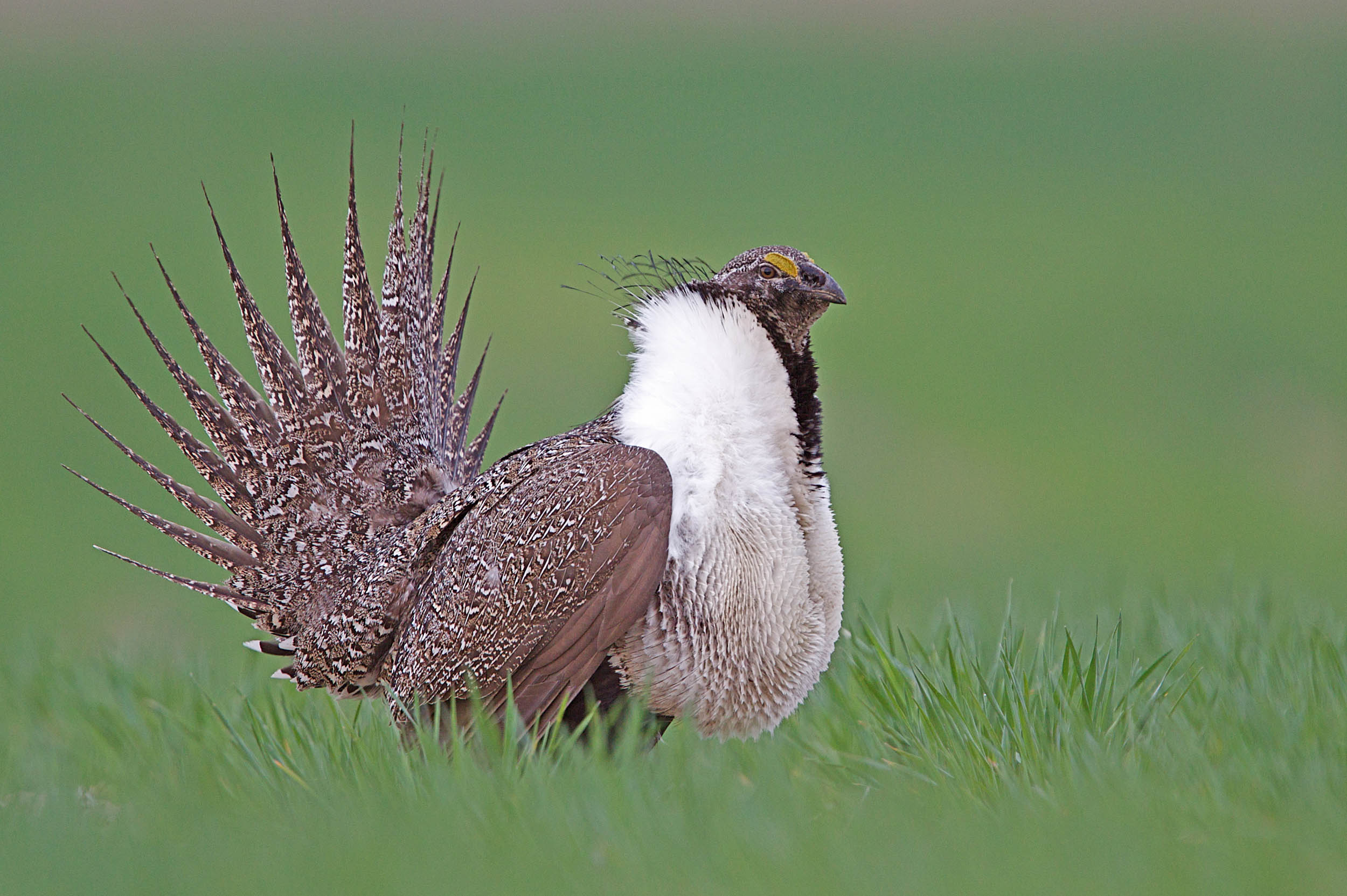 Feds weigh mineral mining ban to save the endangered sage grouse