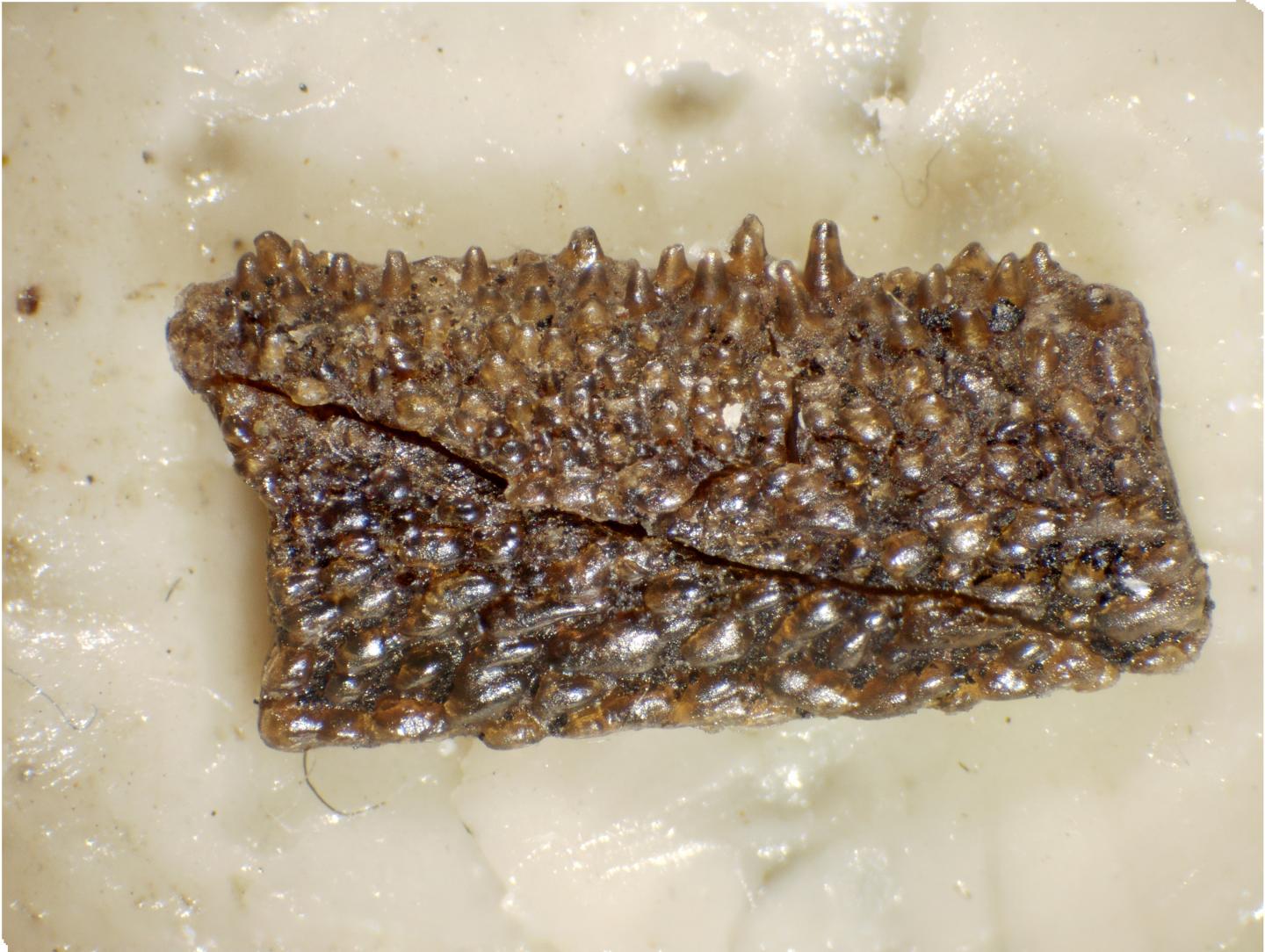 Tooth shedding evolved over 400 million years ago