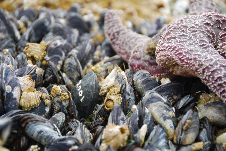 Scientists create 'robomussels' to monitor climate change