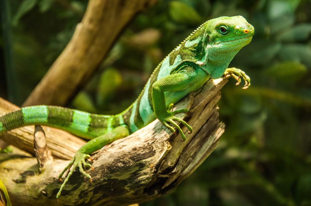 White Sands lizard quickly adapts white skin to avoid extinction