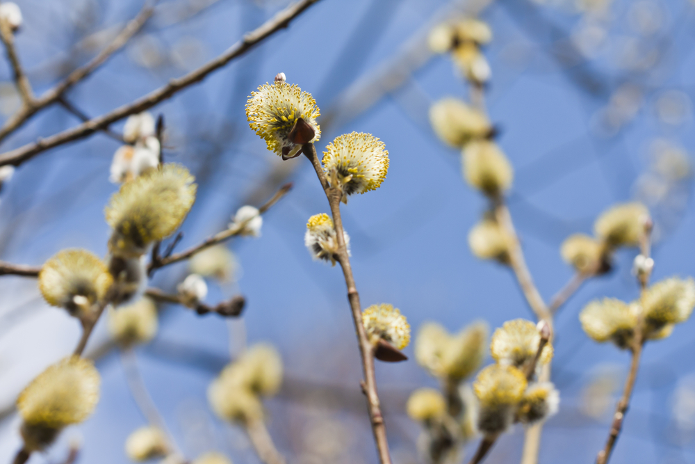 Root biomass estimations can help us combat climate change