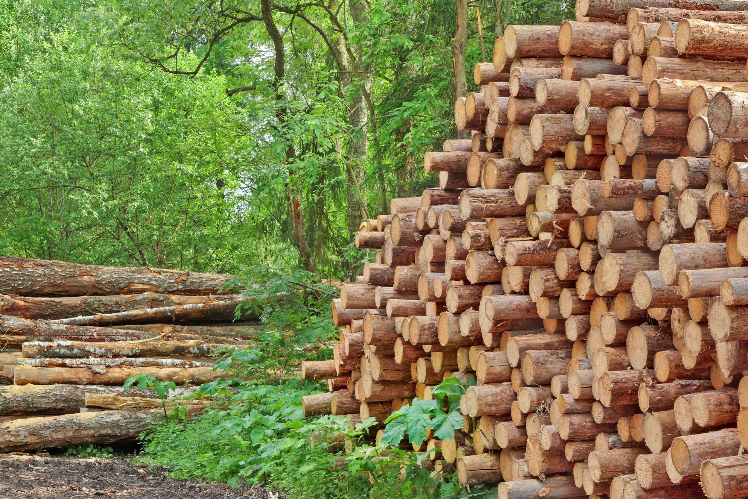 Conservationists call for global action to combat illegal timber trade