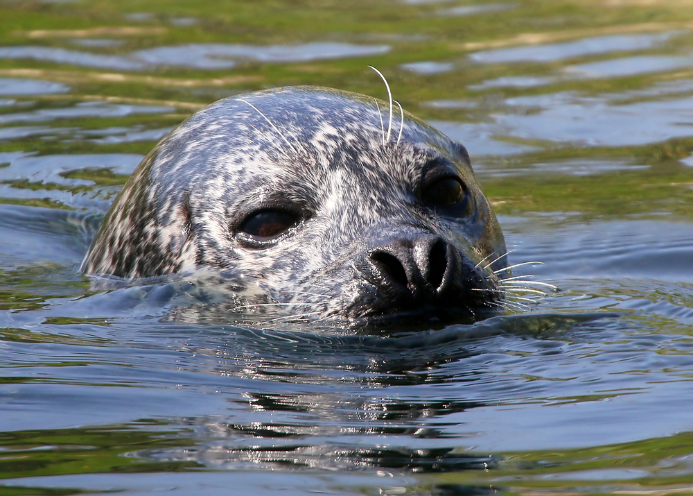 Scientists seek to solve mystery of Scotland's dying seals