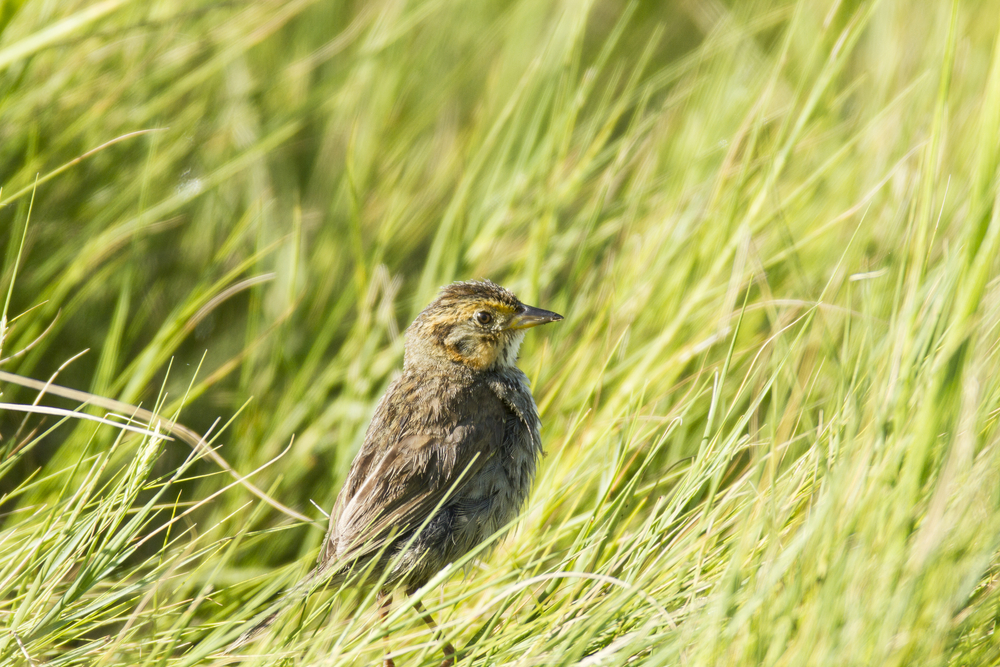 Saltmarsh sparrow may be extinct within 50 years