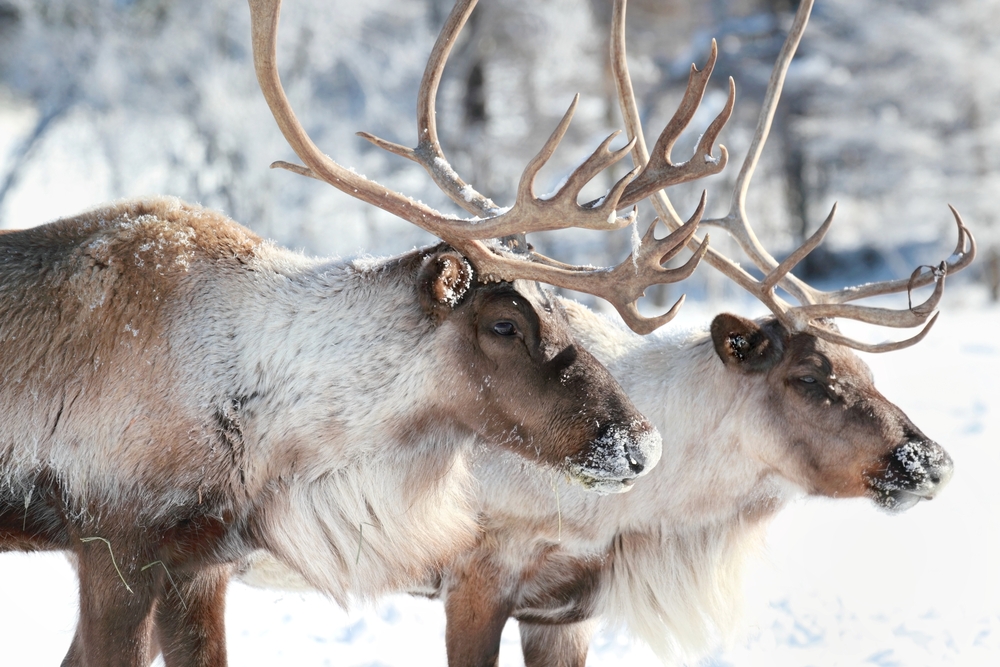 Alaska biologists investigate mystery of disappearing caribou