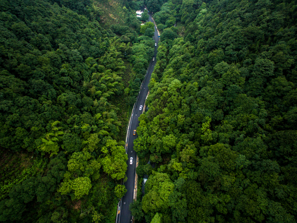 New laser imaging technique sheds light on plants