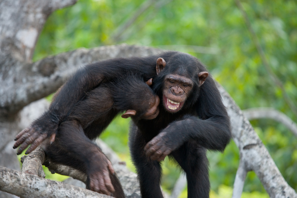 Chimpanzees help us get to the bottom of face processing