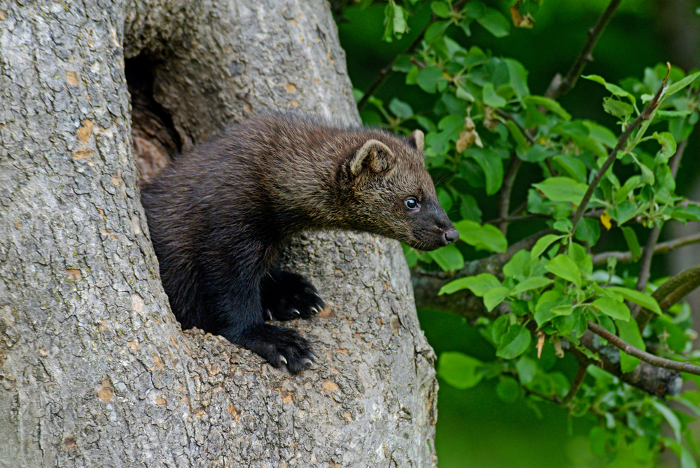 Pacific fishers weasel their way back into Washington state's hearts