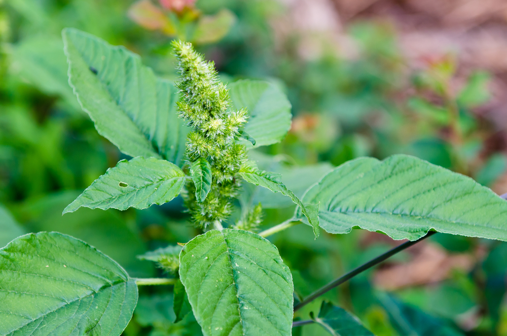 Bad seed sows havoc on Midwest conservation land