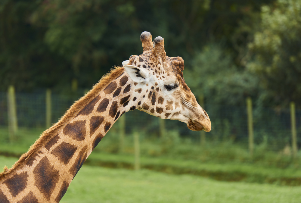 Giraffes step onto extinction watchlist as numbers dwindle