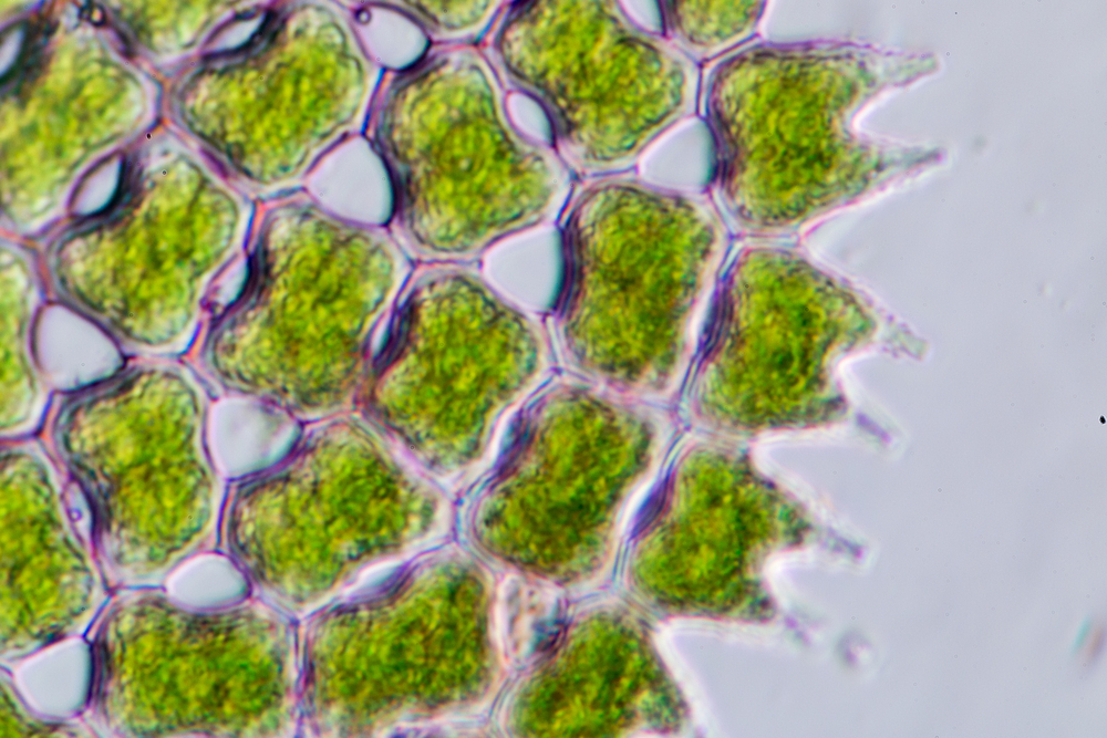 Ocean acidification causes huge problems for tiny phytoplankton