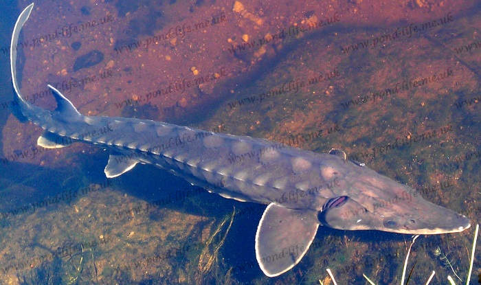 Acipenser oxyrinchus oxyrinchus