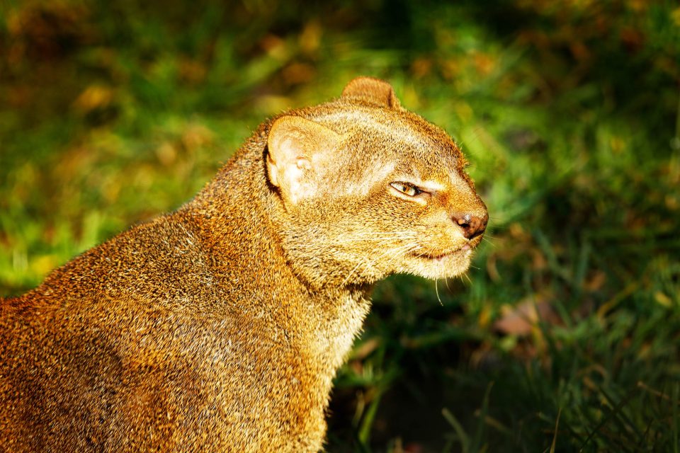 Herpailurus (=Felis) yagouaroundi tolteca