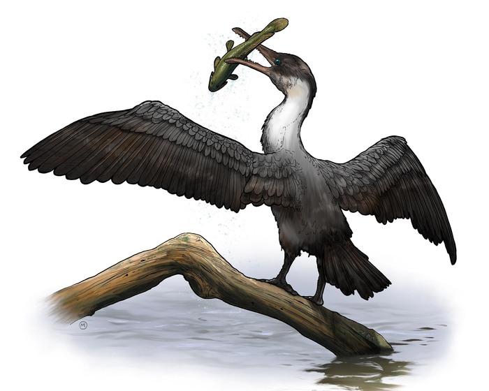 Tingmiatornis arctica: New species of prehistoric bird discovered