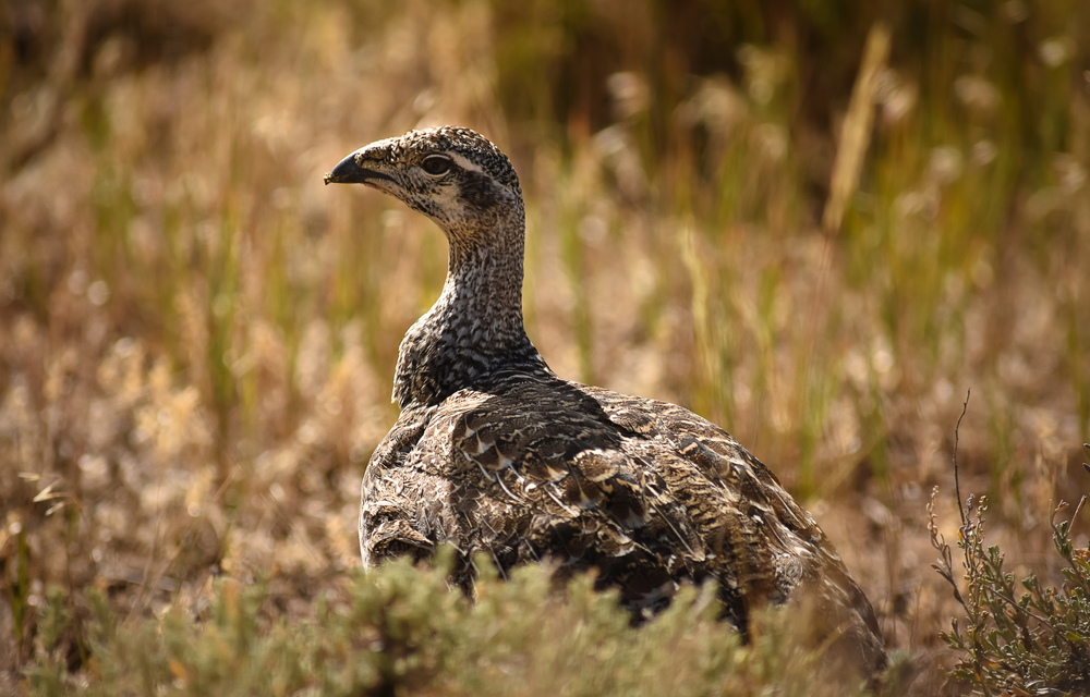 Feds: mining limits on public lands could protect greater sage grouse