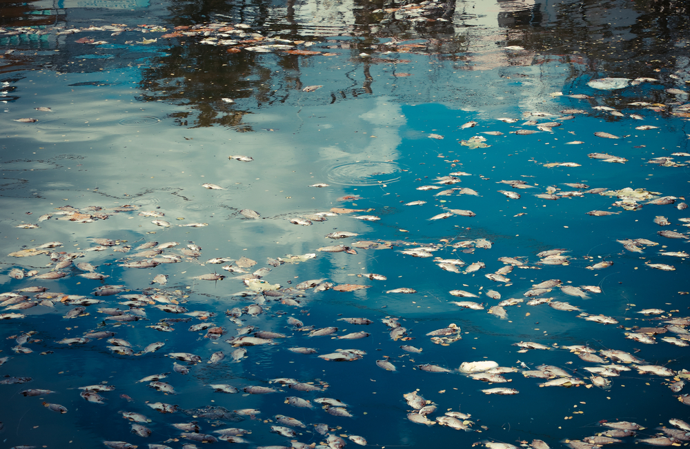 Scientists stumped as thousands of dead fish wash up on Nova Scotia