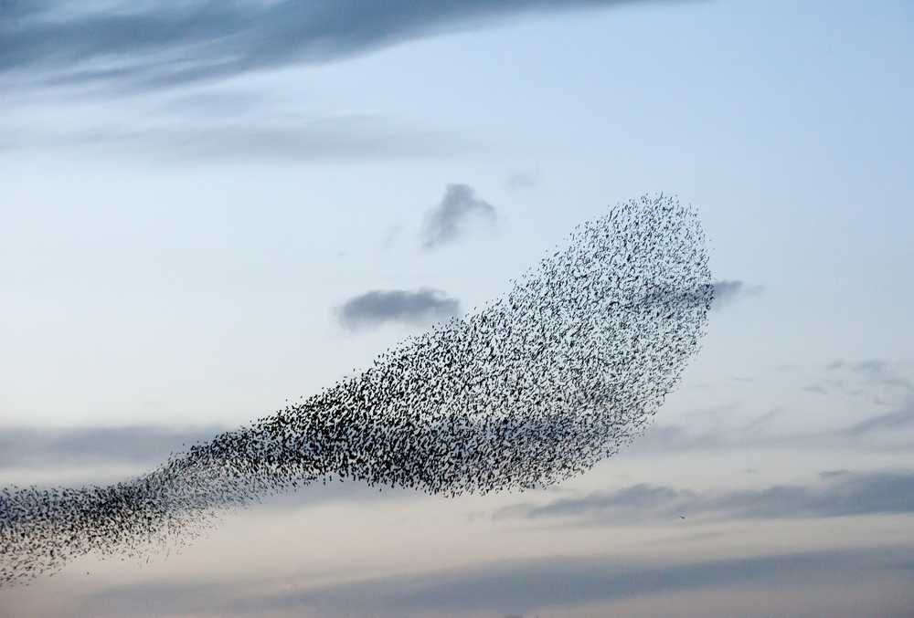 Video captures thousands of starlings flying together in stunning aerial ballet