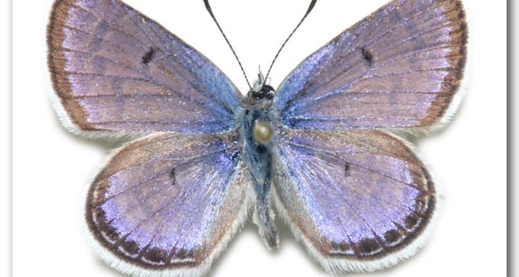 Icaricia (Plebejus) shasta charlestonensis
