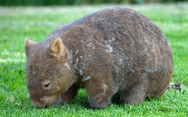 Lasiorhinus krefftii (formerly L. barnardi and L. gillespiei)