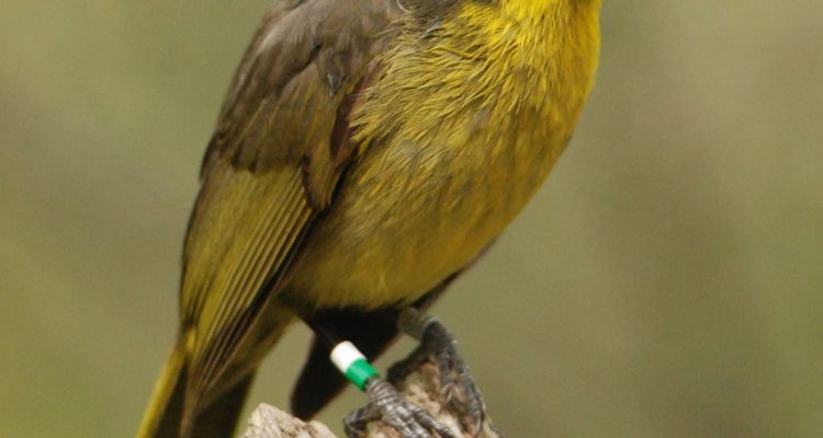 Lichenostomus melanops cassidix (=Meliphaga c.)