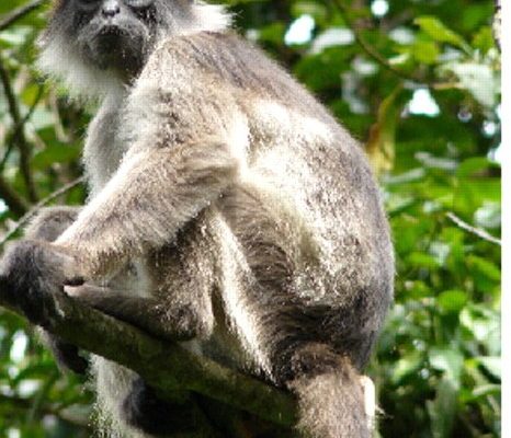 Procolobus (=Colobus) rufomitratus (=badius r.)