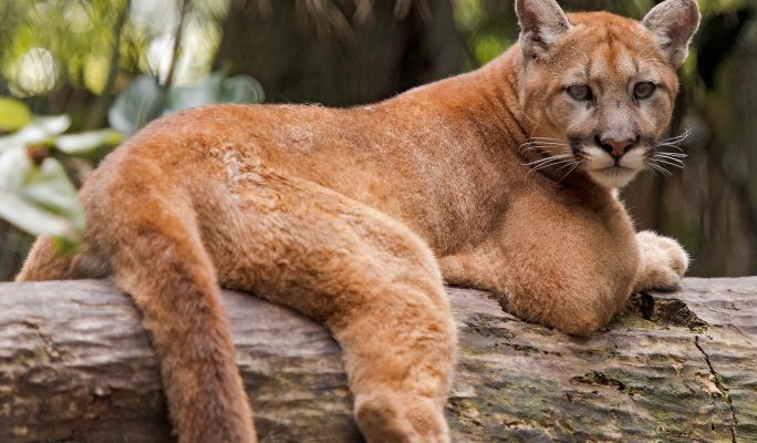 Puma (=Felis) concolor (all subsp. except coryi)