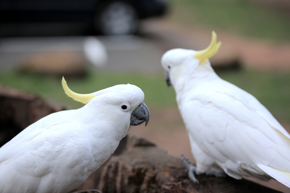 Illegally traded endangered species get a second life